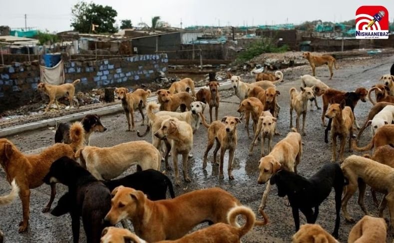 CG School New Guidelines : छत्तीसगढ़ स्कूलों को मिली नई जिम्मेदारी: अब आवारा कुत्तों पर भी नज़र रखेंगे प्रधान पाठक और प्राचार्य…