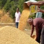 Chhattisgarh Dhan Kharidi Update