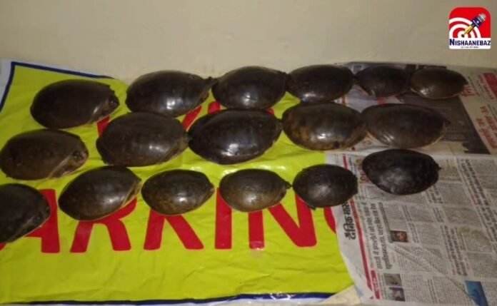 Gwalior Turtle Smuggling Gwalior Turtle Smuggling