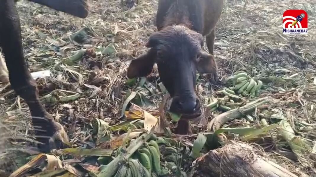 crops fed to cattle : केले का दाम ₹2 प्रति किलो, लागत न निकलने पर उखाड़कर मवेशियों को खिलाई फसल