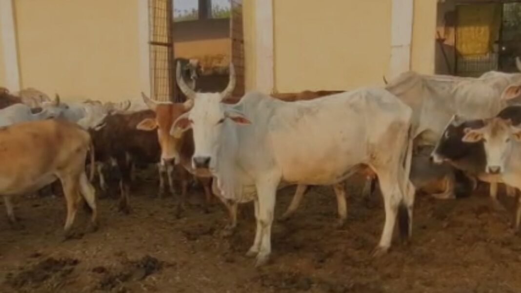 cow protection : अमानवीयता की पराकाष्ठा : गुढ़ गौशाला में गायों के शवों को ट्रैक्टर से घसीटा, भारी आक्रोश
