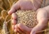 MP Gehu Kharidi 2025: गेहूं खरीदी का सस्पेंस खत्म, मध्यप्रदेश में दर तय