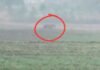 Chhindwara Forest Department : मऊ गांव के खेतों में दिखा बाघ, ग्रामीणों में हड़कंप—वन विभाग अलर्ट