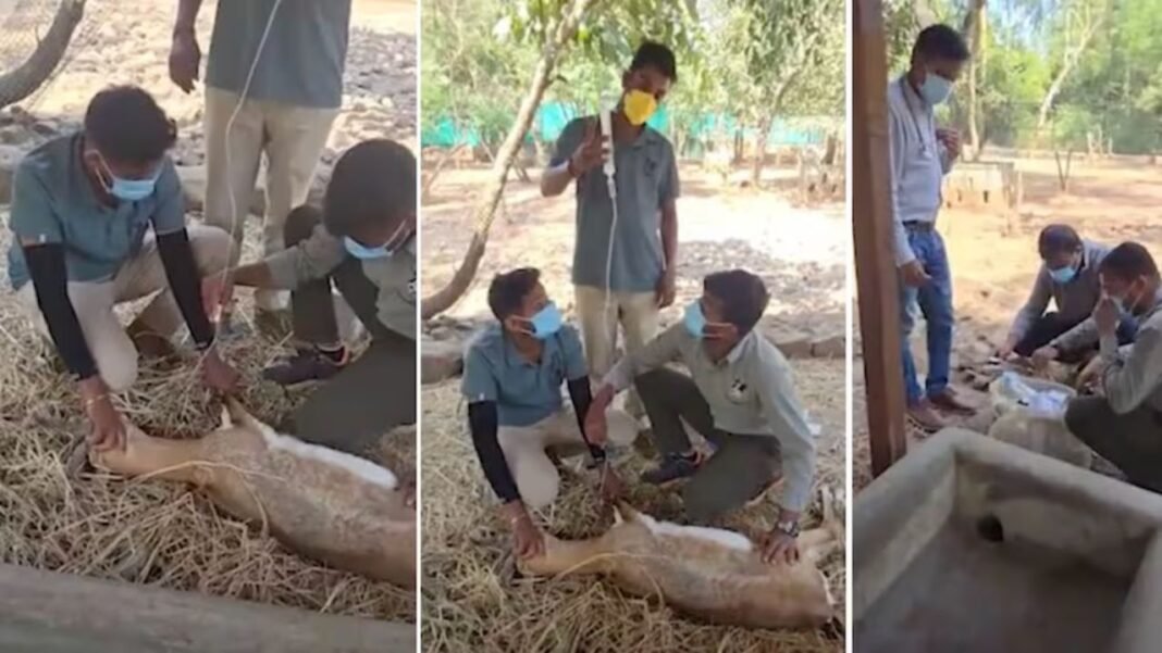 Karnataka Zoo : कर्नाटक के चिड़ियाघर में 4 दिन में 31 काले हिरणों की मौत, अब सिर्फ 7 ब्लैकबक बचे