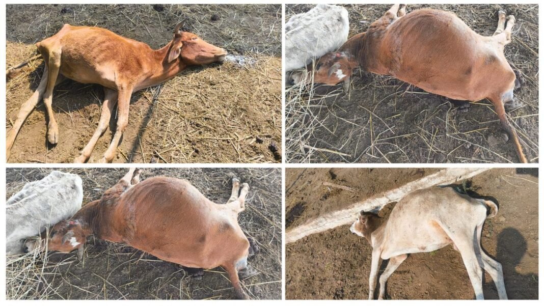 Gauthan negligence : गौठान में लापरवाही : धरसीवां के नगरगांव में देखरेख के अभाव में गौवंश की मौत; गौसेवकों ने की कार्रवाई की मांग