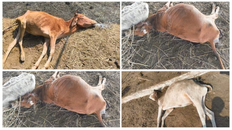 Gauthan negligence : गौठान में लापरवाही : धरसीवां के नगरगांव में देखरेख के अभाव में गौवंश की मौत; गौसेवकों ने की कार्रवाई की मांग