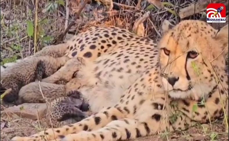 Kuno National Park : कूनो में चीतों का कुनबा बढ़ा, चीता मुखी ने 5 शावकों को दिया जन्म…