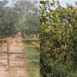 Rewa Kuthulia Fruit Research Center