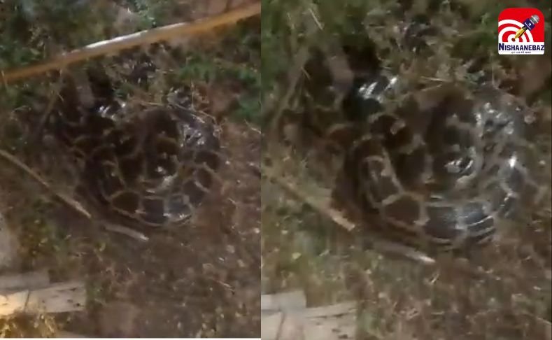 Rewa News : खेतों के पास 10 फीट का भीमकाय अजगर, गांव में मची अफरा-तफरी…वीडियो वायरल