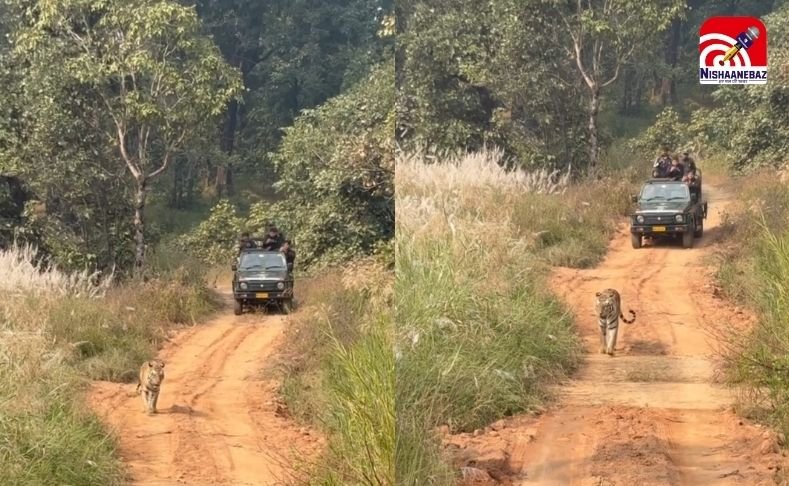 Sidhi Sanjay Tiger Reserve