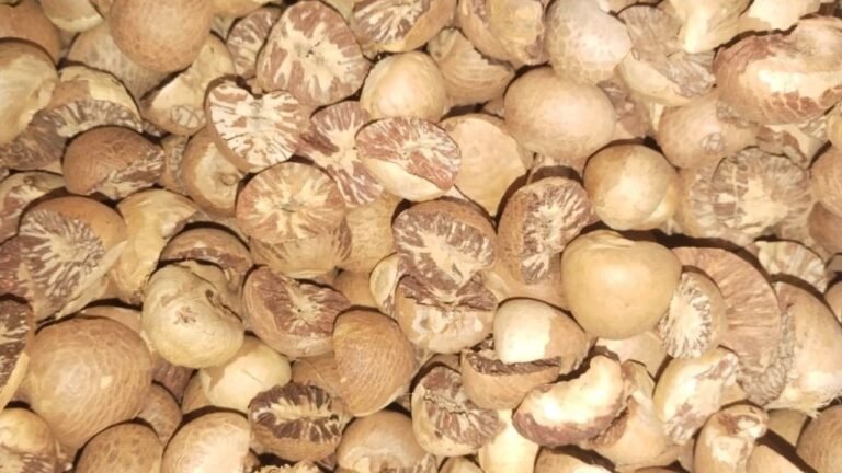 ‘Carcinogenic’ betel nut : ₹300 करोड़ की ‘कैंसरकारी’ सुपारी ज़ब्त : रायगढ़ (महाराष्ट्र) में GST विभाग ने तस्करी के बड़े रैकेट का किया पर्दाफाश