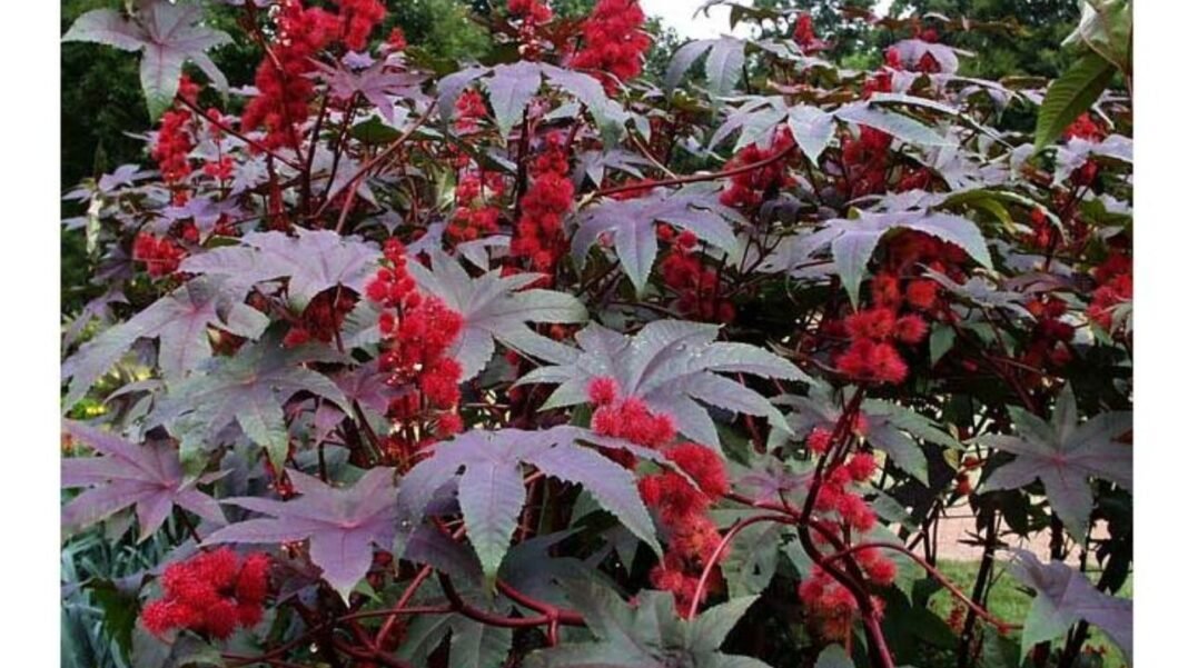 Biological Poisons : गुजरात ATS ने विफल की बड़ी आतंकी साज़िश: ISIS के निशाने पर था ‘रिसिन’ जैविक हथियार