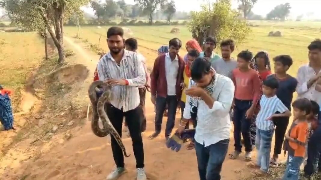 Python caught : टीकमगढ़ में किसान के खेत से 8 फीट लंबा अजगर पकड़ा गया
