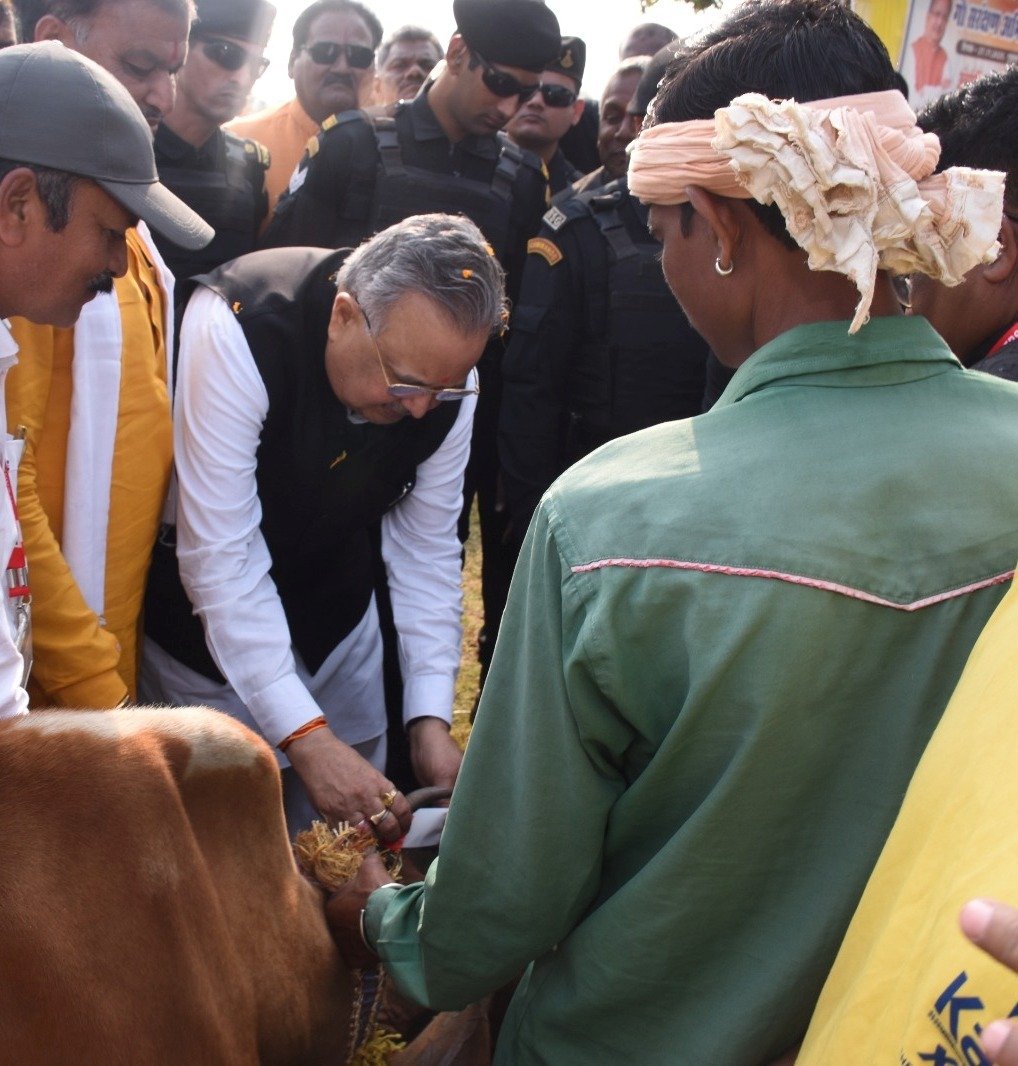 cattle radium strip : गौ संरक्षण की अनूठी पहल : विधानसभा अध्यक्ष डॉ. रमन सिंह ने मवेशियों के गले और सींग पर लगाई रेडियम पट्टी