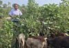 support price purchase : समर्थन मूल्य पर खरीदी नहीं, कपास किसान ने मवेशियों को खिलाई पूरी फसल