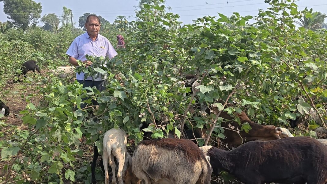 support price purchase : समर्थन मूल्य पर खरीदी नहीं, कपास किसान ने मवेशियों को खिलाई पूरी फसल