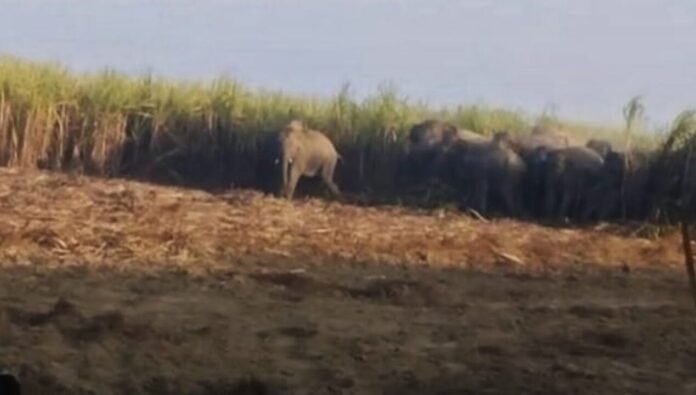 elephant