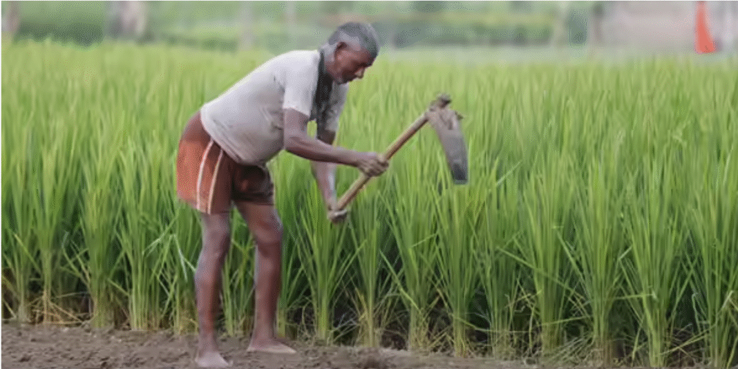 Farmer (Conceptual Photo)