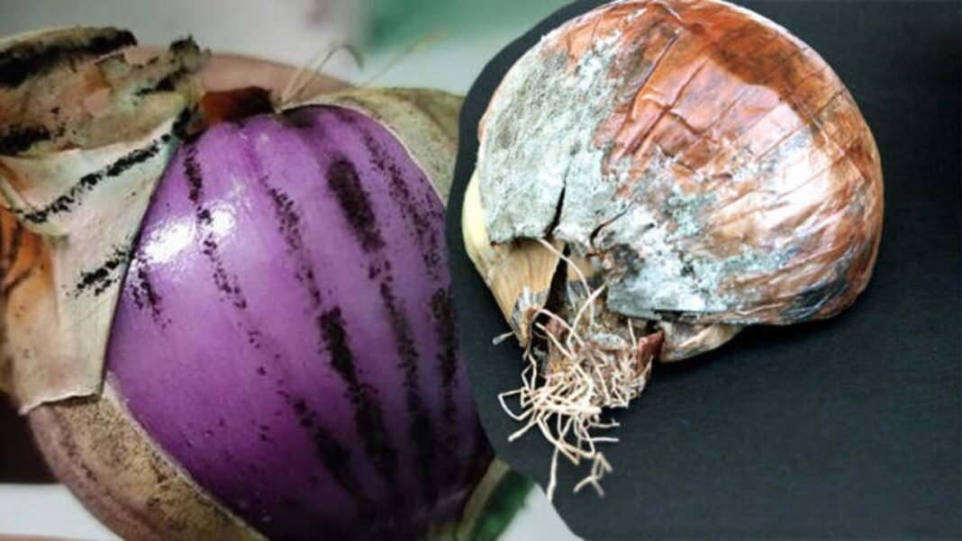 Onion Black Fungus : सावधान! रसोई का ये आम प्याज बना आपके लिवर का दुश्मन… पढ़ें आपके काम की खबर