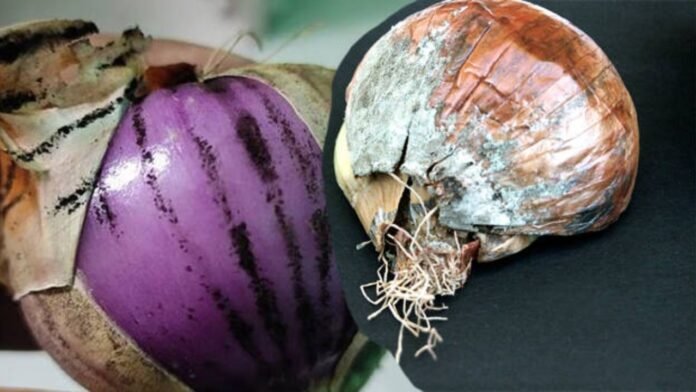 onion black fungus onion black fungus