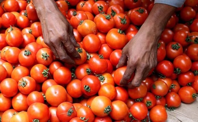 tomato tomato