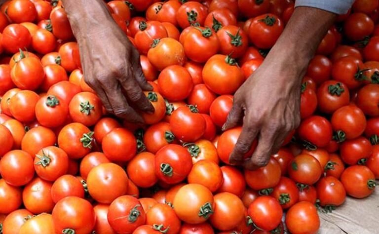 tomato