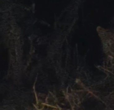 Indore News : इंदौर ट्रेचिंग ग्राउंड में तेंदुए का मुवमेंट, आसपास कॉलोनियों में भी सक्रिय