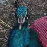 Wildlife Rescue