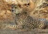 Cheetah In Kuno Nationl Park : अंतर्राष्ट्रीय चीता दिवस पर कूनो को बड़ी सौगात! CM मोहन यादव करेंगे तीन चीते रिलीज़ CHEETAH