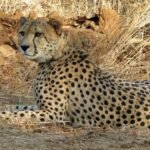 CHEETAH