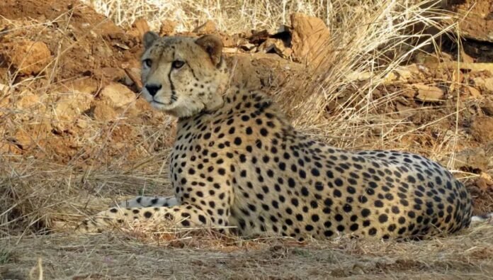 CHEETAH CHEETAH