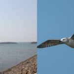 Steppe Gull
