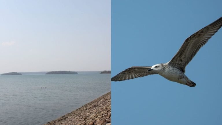 Steppe Gull