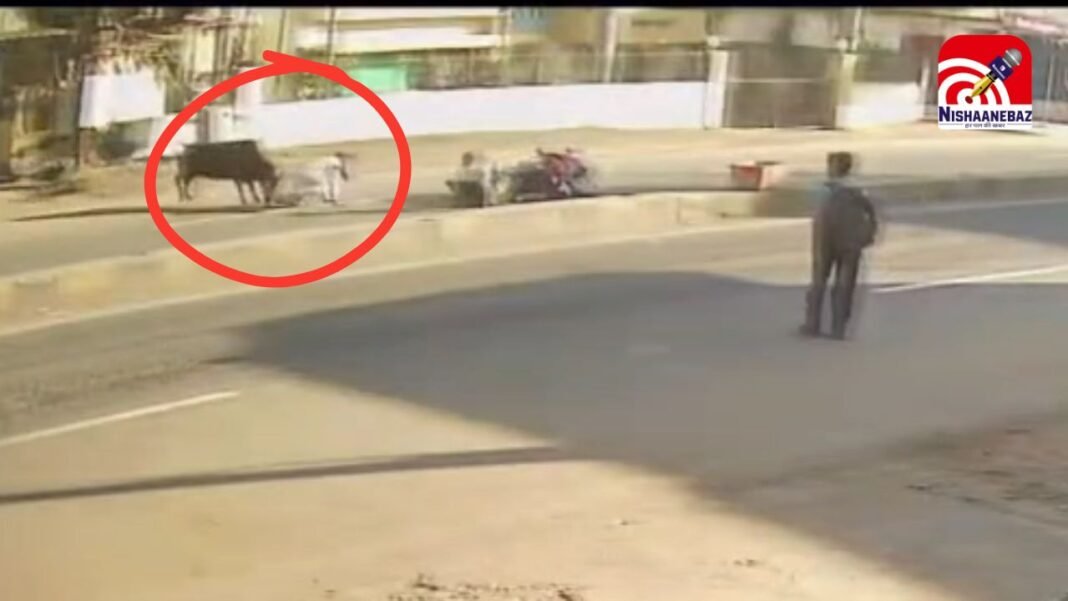 Cow terror : चांदामेटा रोड पर दौड़ा-दौड़ा कर लोगों को मारा, 4 घायल; नगर पालिका और प्रशासन पर उठे सवाल