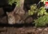 Lammeta forest leopard : राजनांदगांव के लाममेटा जंगल में दिखा तेंदुआ, सोशल मीडिया पर कार सवारों का वीडियो वायरल