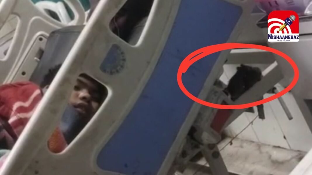 Victoria Hospital : जबलपुर जिला अस्पताल के ICU वार्ड में चूहों का आतंक, स्वास्थ्य विभाग के दावों की खुली पोल