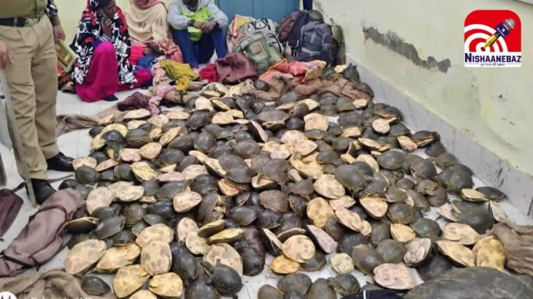 बरहरवा स्टेशन पर तस्करी का भंडाफोड़: 22 बैगों में भरकर ले जाए जा रहे थे कछुए, वाराणसी से शुरू हुआ था खेल