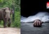 fear of elephants : बिलासपुर के नगोई गांव में बुजुर्ग महिला की मौत, एक बच्चे समेत दो गंभीर घायल