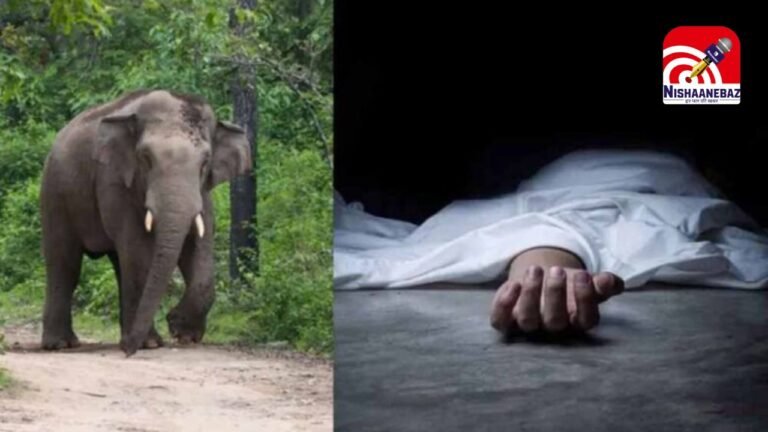 fear of elephants : बिलासपुर के नगोई गांव में बुजुर्ग महिला की मौत, एक बच्चे समेत दो गंभीर घायल