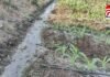 crops submerged : नहर रिसाव से 6 एकड़ फसल जलमग्न, किसान का खेत दलदल में तब्दील