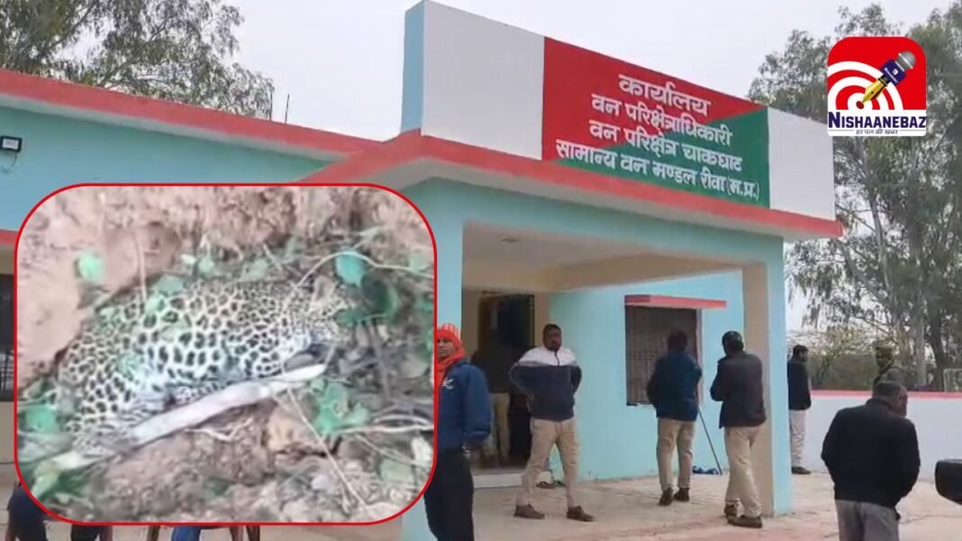 Rewa Leopard Poaching : रीवा : चाकघाट के जंगलों में शिकारी सक्रिय, तेंदुए के पंजे काटकर शव फेंकने से वन विभाग में हड़कंप