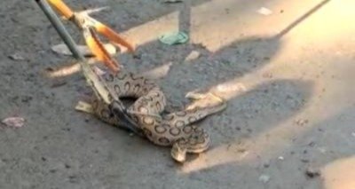 office snake : सिंगरौली में हड़कंप : एलएनटी कार्यालय में घुसा 7 फीट लंबा ‘रसल वाइपर’, वन विभाग ने किया रेस्क्यू