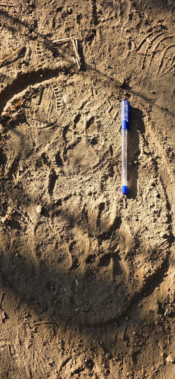 Tiger census : इंदौर के जंगलों से आई ‘मंगल’ खबर : बाघ गणना के पहले ही दिन मिले 21 बाघ और 74 तेंदुओं के पगमार्क