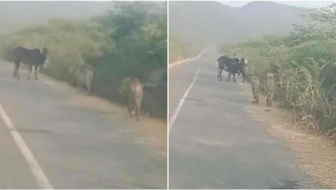 Cheetah Attack : कूनो नेशनल पार्क से निकले चीते पहुंचे ग्वालियर, किया गाय के बछड़े शिकार, दहशत में लोग
