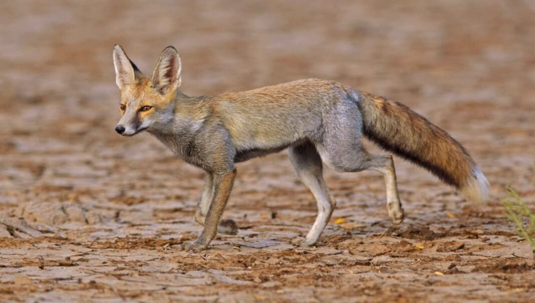 M.P News : गोविंदगढ़ में सियार के हमले से बुजुर्ग महिला की मौत, गांव में भय का माहौल