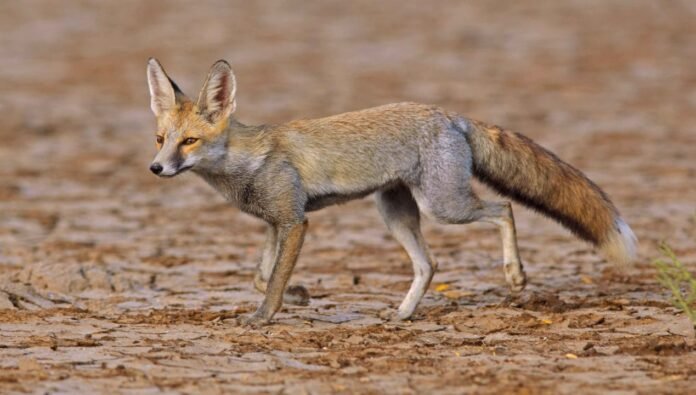 fox fox