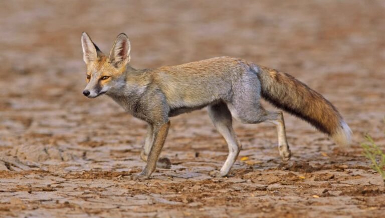 fox