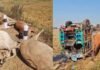 C.G News : जगदलपुर में दर्दनाक हादसा! मवेशियों से भरा कंटेनर पलटा, 50 से ज्यादा गायों की मौत jagdalpur
