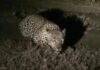 Leopard Movement : भोपाल के मुगलिया हाट गांव में तेंदुए की आहट, वन विभाग अलर्ट मोड पर leopard