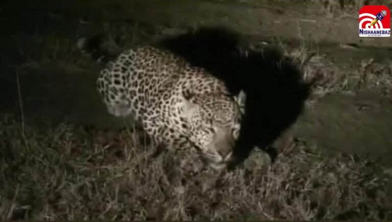 leopard